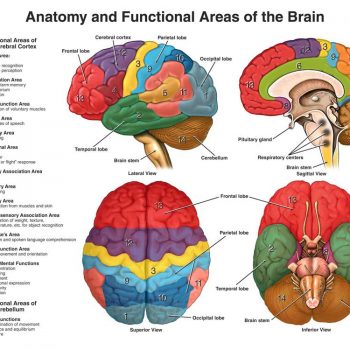 Anatomy of a Brain